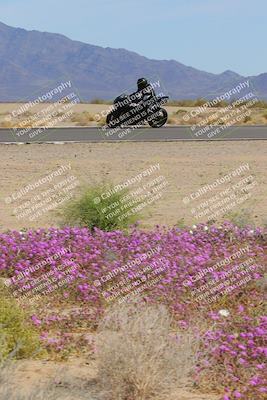 media/Mar-12-2023-SoCal Trackdays (Sun) [[d4c8249724]]/Turn 15 Inside Bloom (130pm)/